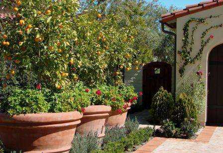 Цитрусовые деревья вы можете в летнее время вынести на террасу, оливки, купленные в магазине, поставьте на столе