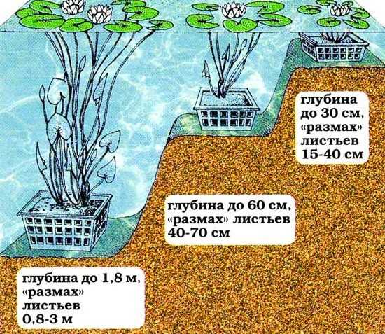 Схема посадки растений в пруд