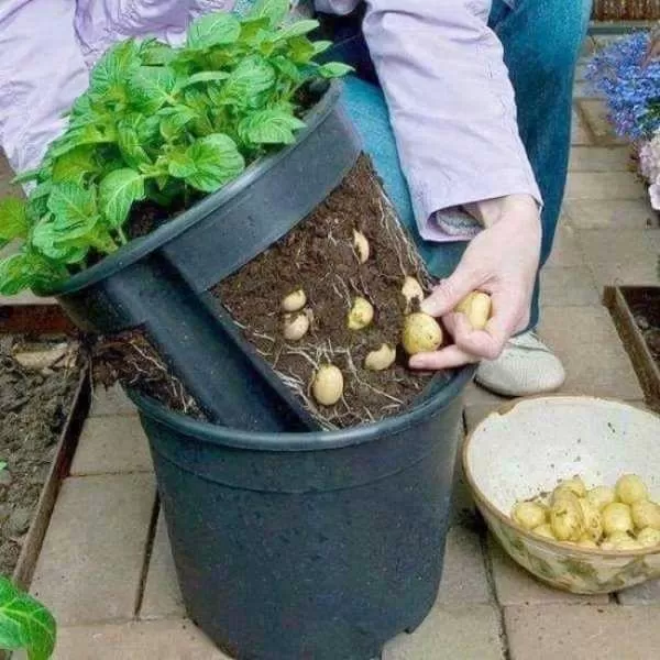 Горшок для картошки